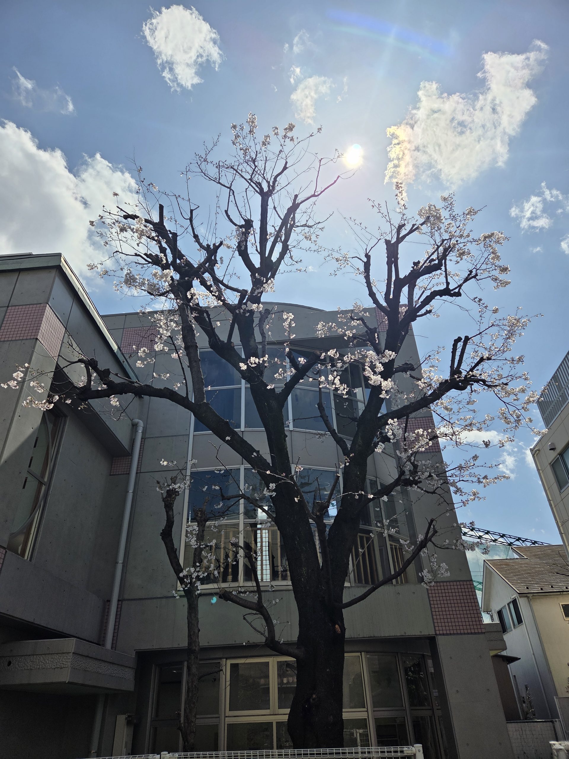 館庭の桜も咲きました