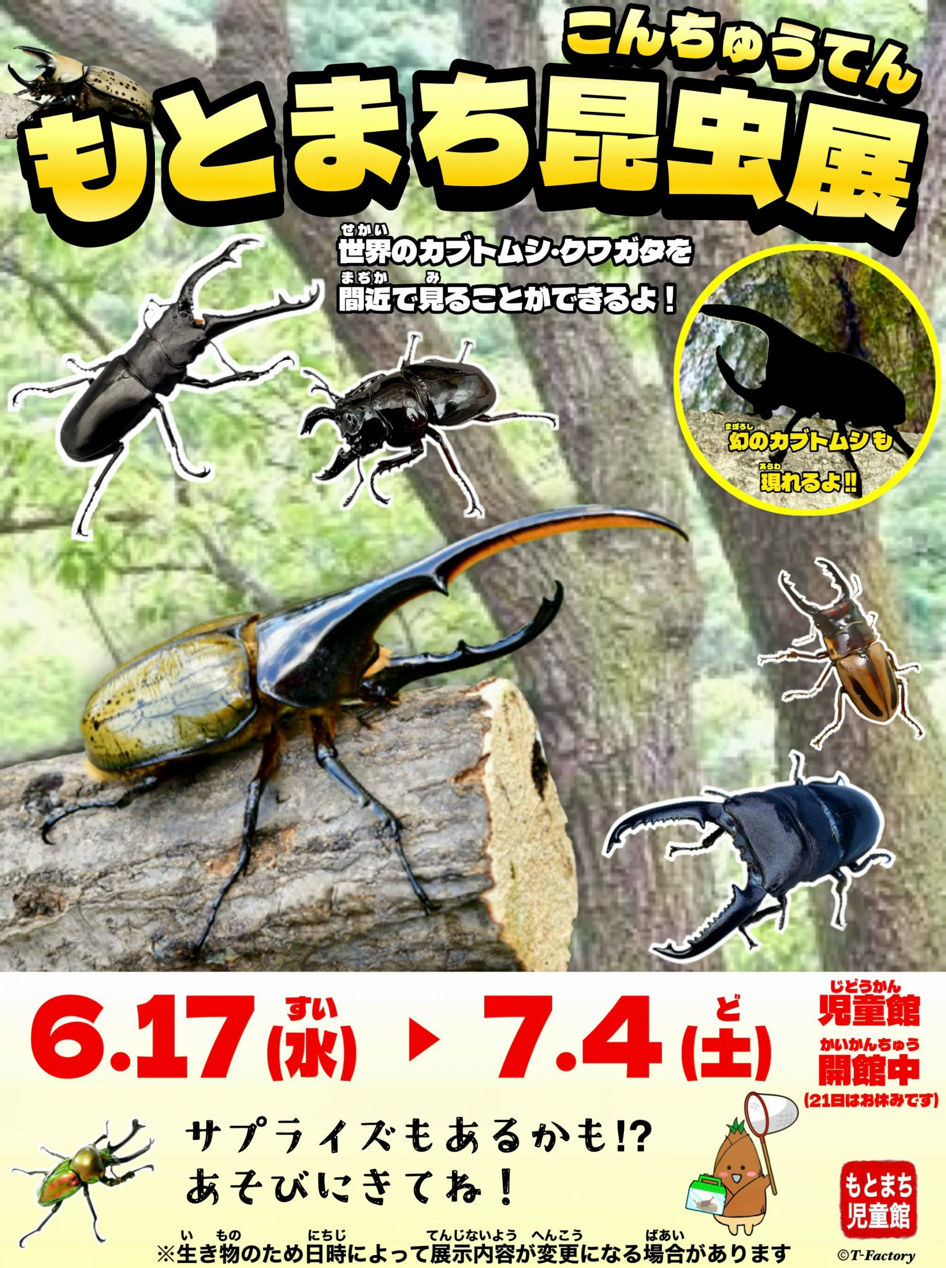 6月17日(水)~「もとまち昆虫展」が開催されます!!